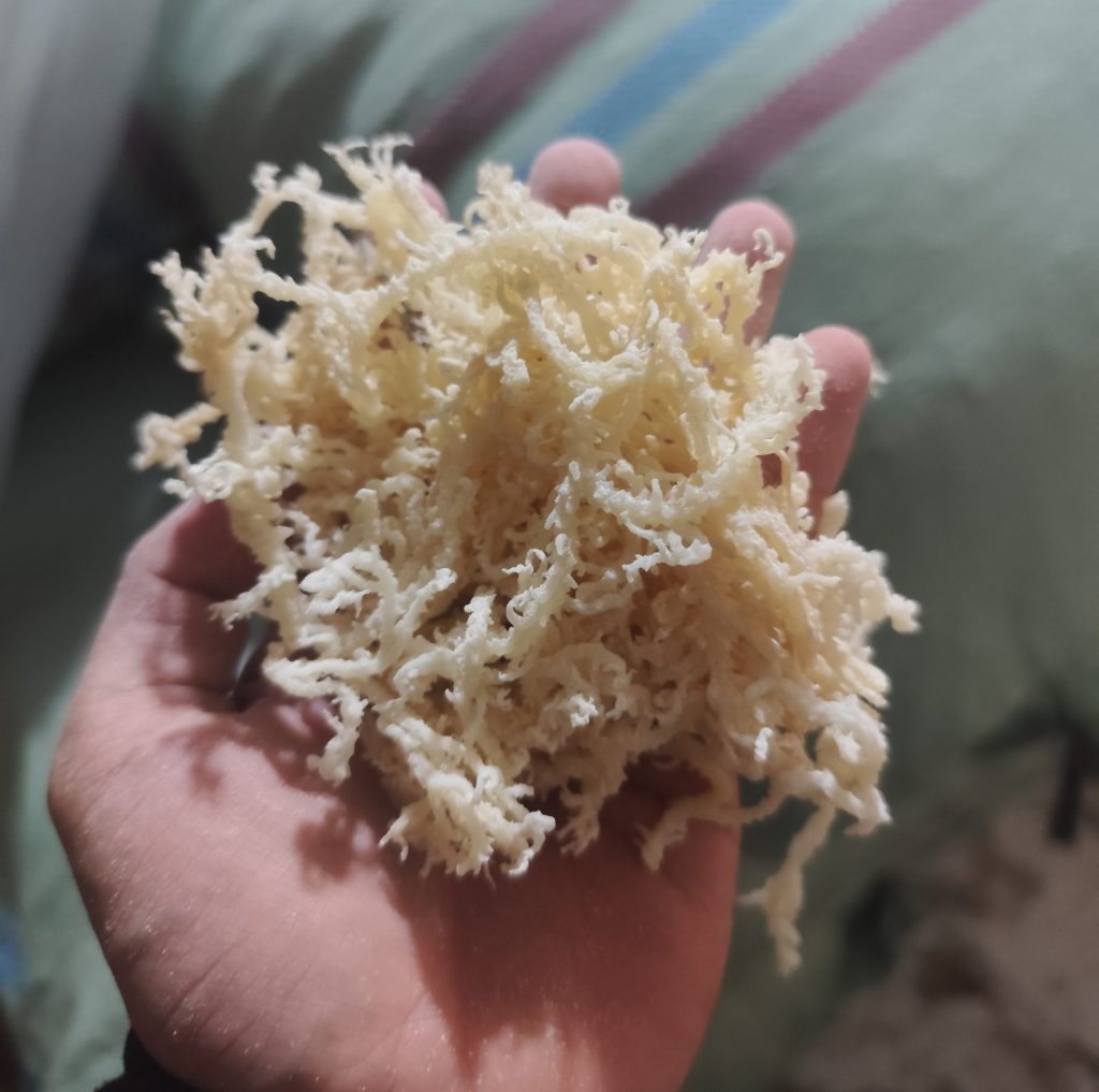 rumput laut indonesia