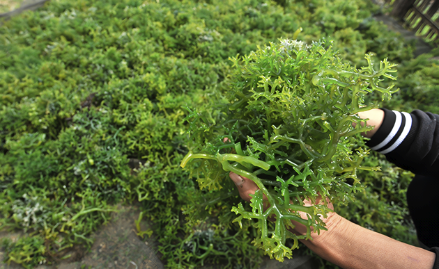 Fresh seaweed harvested from the ocean, rich in essential nutrients