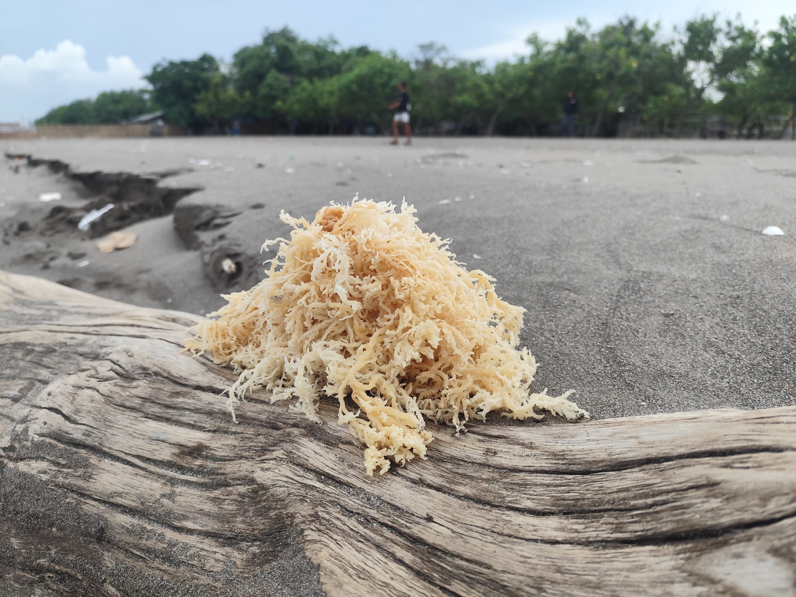 Dried seaweed