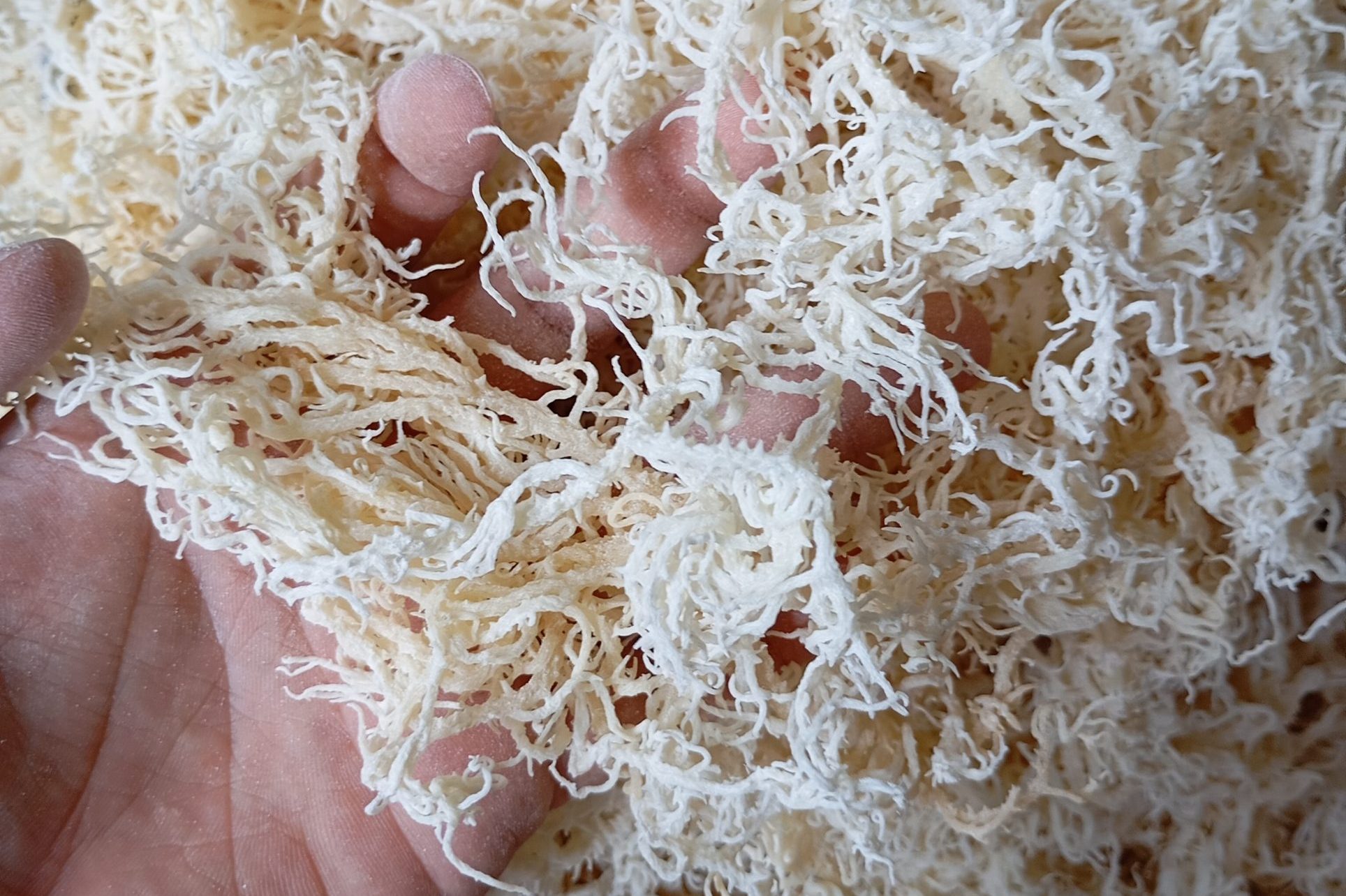 DRY SEAWEED